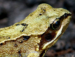 фото "YOung frog"
