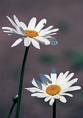 photo "Time - a camomile, two - a camomile, three..."