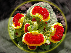 photo "Just Flower"