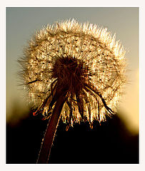 photo "Flower in evning sun"