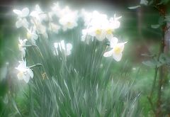 photo "Meeting of Narcissuses..."