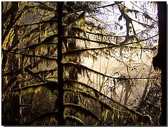 photo "To Their Souls"