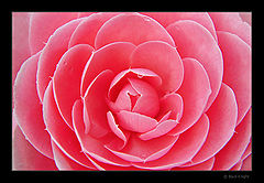 photo "Vibrations...deep inside..."