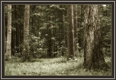 photo "Rhythm of Forest"