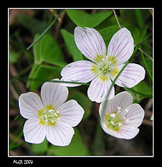 photo "Harel cabbage"