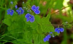 фото "Myosotis sylvatica"