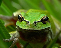 photo "frog"