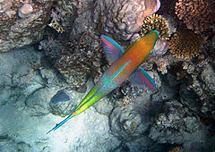 photo "Parrot-fish (I) / A hedge-hopping flight"