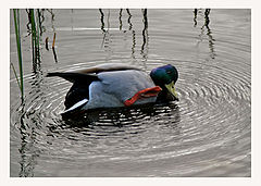 photo "Strange duck"