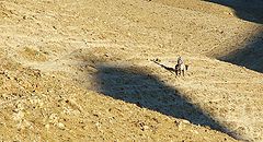 фото "A long trek in the hills of Judah Desert"
