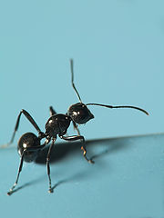 photo "Ant"