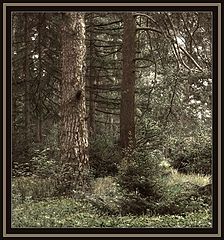 photo "Fairy Forest"