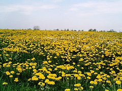 фото "Yellow and green landscape."