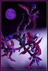 photo "Lunar Sonata #33"