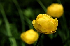 фото "Trollius Europaeus"