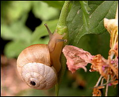 photo "Snail"