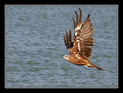 photo "Serial Killer - Black kite - Milvus migrans Boddae"