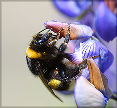 photo "Bee."