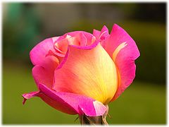 photo "kiss from a rose"