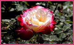 photo "Rose"
