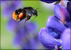 photo "Landing approach."