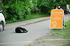 фото "Собачья жизнь - даже застраховать нечего."