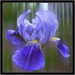 photo "Probably, it is an iris"