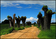 photo "Wierzby"