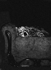 photo "Dog"