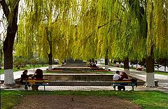 photo "In spring park..."