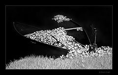 photo "White Dreams - The Silent of Love"
