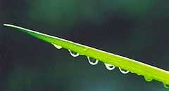 photo "RainDrops"