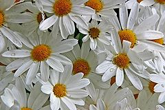 фото "Daisies"