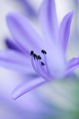 фото "Blue"