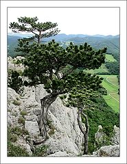 photo "Old Trees Of Peilstein"