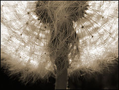 photo "Rising"