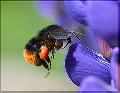 photo "Landing of a bumblebee"