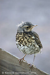 photo "bird"