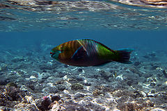 photo "Parrot-fish (II)"