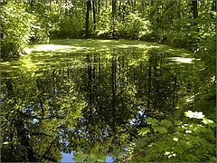 фото "Природное зеркало"