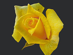 фото "FLOWER III"