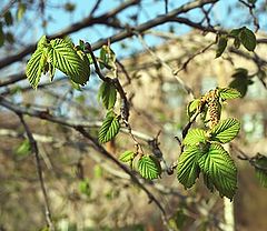 photo "Details of awakening of Spring..."