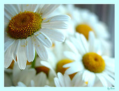 photo "Ox-Eye Daisy"