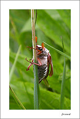 photo "a bug in our system;)"