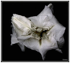 photo "Romance In White"