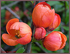 photo "Chaenomeles"