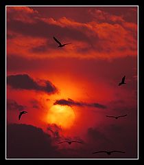 photo "Alarm condition birds..."