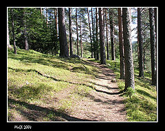 photo "Wood road"