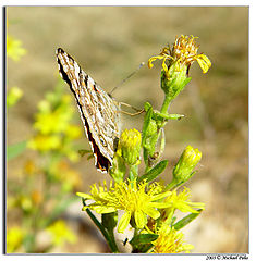 фото "Butterfly!"
