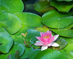 фото "flower IV"